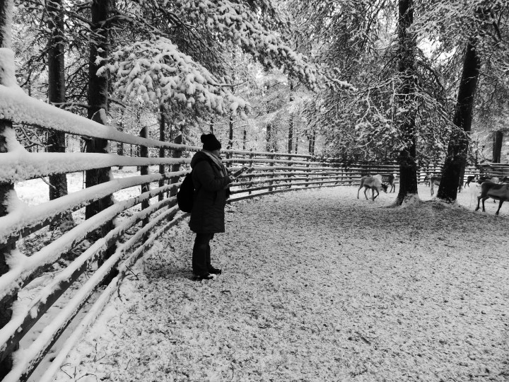 Research Trip: Finland - Reindeer herding